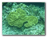Fiji-Snorkeling-Underwater-Pictures-Amunuca-Resort-328