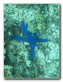 Fiji-Snorkeling-Underwater-Pictures-Amunuca-Resort-332