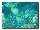 Fiji-Snorkeling-Underwater-Pictures-Amunuca-Resort-334