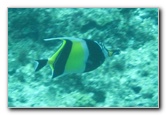 Fiji-Snorkeling-Underwater-Pictures-Amunuca-Resort-335