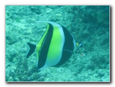 Fiji-Snorkeling-Underwater-Pictures-Amunuca-Resort-337