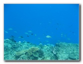 Fiji-Snorkeling-Underwater-Pictures-Amunuca-Resort-338