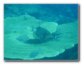 Fiji-Snorkeling-Underwater-Pictures-Amunuca-Resort-341