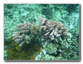 Fiji-Snorkeling-Underwater-Pictures-Amunuca-Resort-346