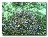 Fiji-Snorkeling-Underwater-Pictures-Amunuca-Resort-350