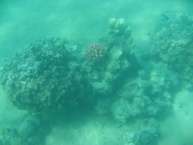 Anaehoomalu-Beach-Snorkeling-Kohala-Coast-Kona-Big-Island-Hawaii-022