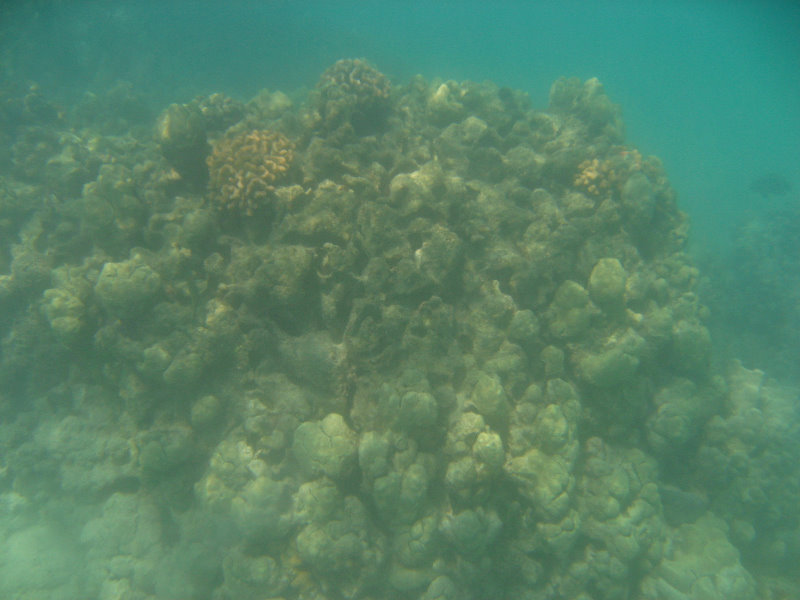 Anaehoomalu-Beach-Snorkeling-Kohala-Coast-Kona-Big-Island-Hawaii-023