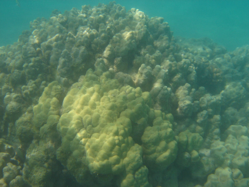 Anaehoomalu-Beach-Snorkeling-Kohala-Coast-Kona-Big-Island-Hawaii-024