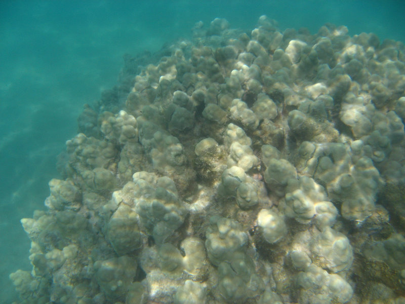 Anaehoomalu-Beach-Snorkeling-Kohala-Coast-Kona-Big-Island-Hawaii-025