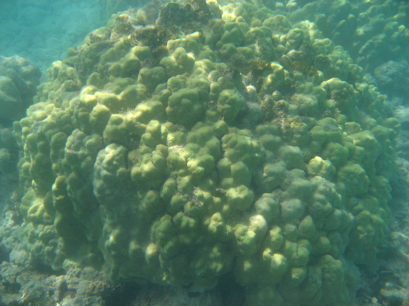 Anaehoomalu-Beach-Snorkeling-Kohala-Coast-Kona-Big-Island-Hawaii-026