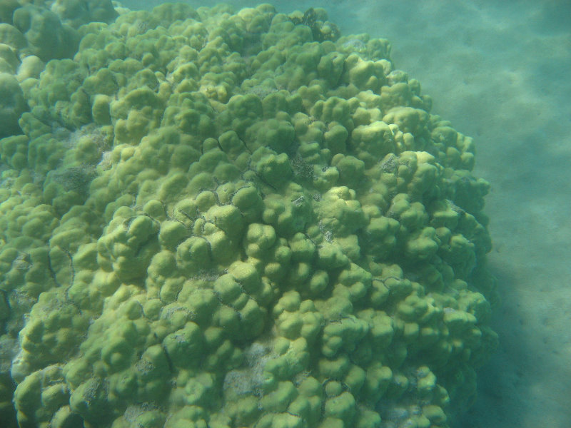 Anaehoomalu-Beach-Snorkeling-Kohala-Coast-Kona-Big-Island-Hawaii-027