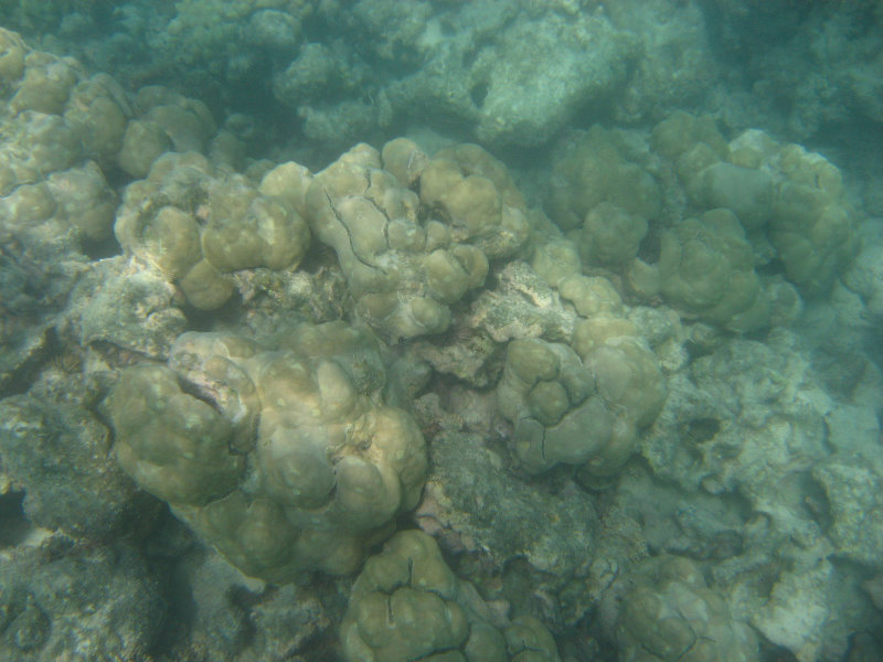 Anaehoomalu-Beach-Snorkeling-Kohala-Coast-Kona-Big-Island-Hawaii-028