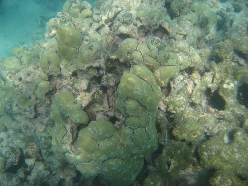 Anaehoomalu-Beach-Snorkeling-Kohala-Coast-Kona-Big-Island-Hawaii-029
