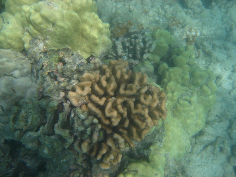 Anaehoomalu-Beach-Snorkeling-Kohala-Coast-Kona-Big-Island-Hawaii-031