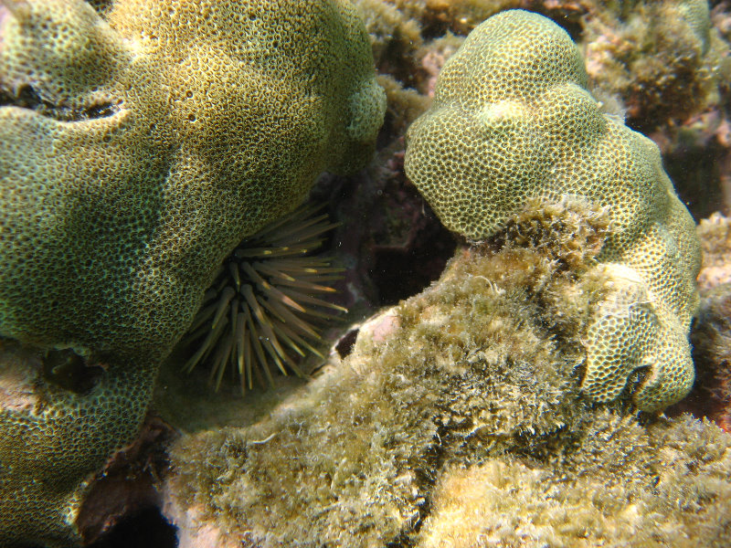 Anaehoomalu-Beach-Snorkeling-Kohala-Coast-Kona-Big-Island-Hawaii-032