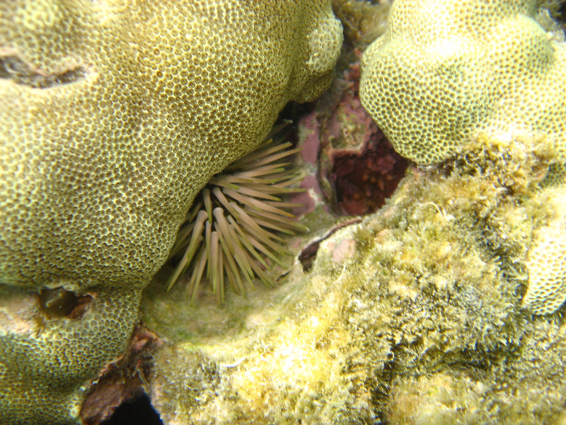 Anaehoomalu-Beach-Snorkeling-Kohala-Coast-Kona-Big-Island-Hawaii-033