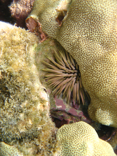 Anaehoomalu-Beach-Snorkeling-Kohala-Coast-Kona-Big-Island-Hawaii-034
