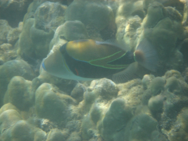 Anaehoomalu-Beach-Snorkeling-Kohala-Coast-Kona-Big-Island-Hawaii-035