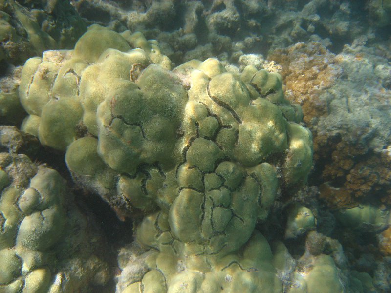 Anaehoomalu-Beach-Snorkeling-Kohala-Coast-Kona-Big-Island-Hawaii-036