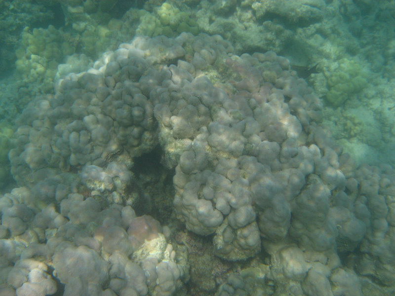 Anaehoomalu-Beach-Snorkeling-Kohala-Coast-Kona-Big-Island-Hawaii-037
