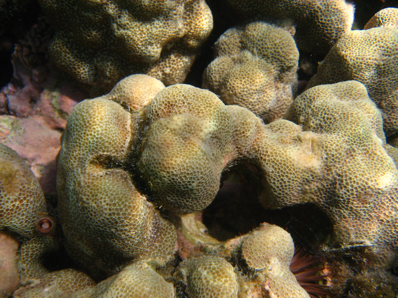 Anaehoomalu-Beach-Snorkeling-Kohala-Coast-Kona-Big-Island-Hawaii-038