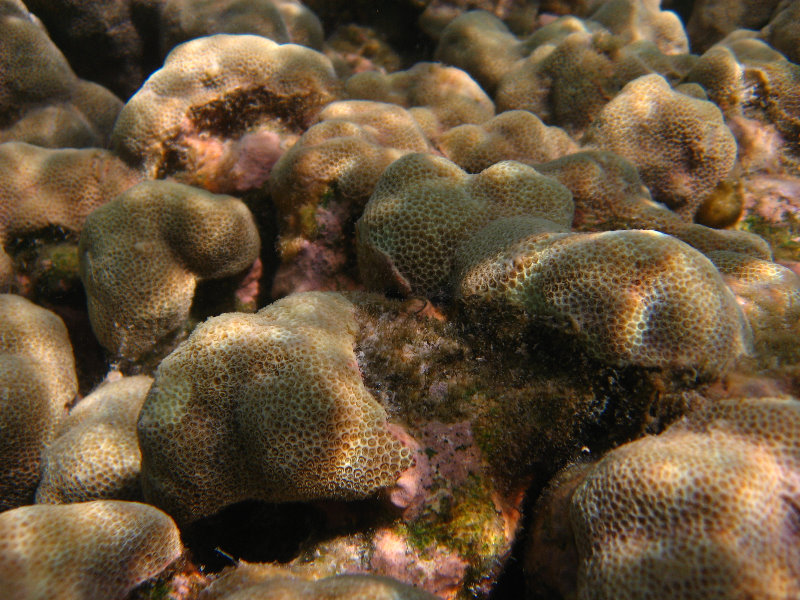 Anaehoomalu-Beach-Snorkeling-Kohala-Coast-Kona-Big-Island-Hawaii-039