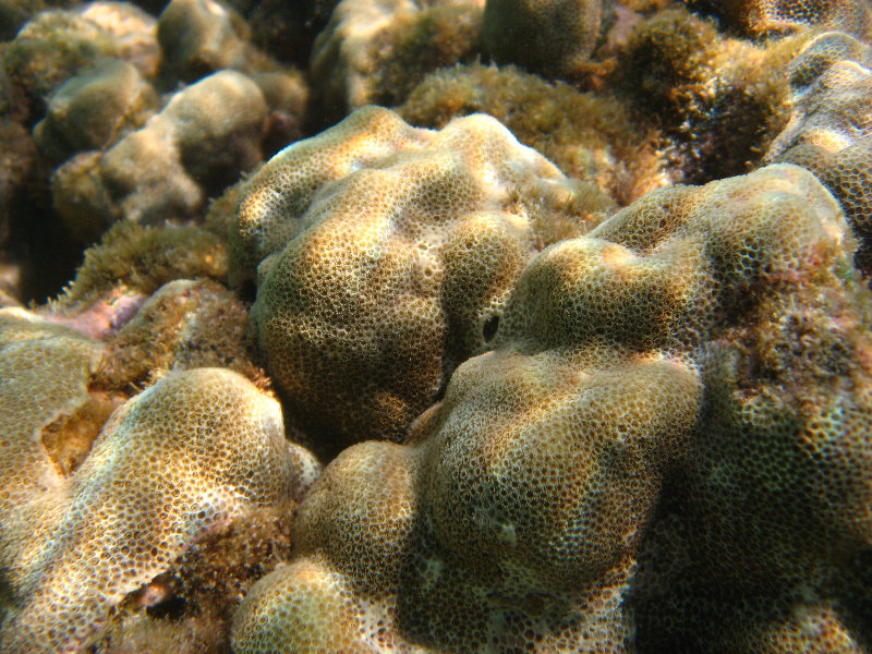 Anaehoomalu-Beach-Snorkeling-Kohala-Coast-Kona-Big-Island-Hawaii-040