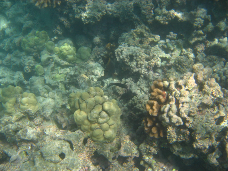 Anaehoomalu-Beach-Snorkeling-Kohala-Coast-Kona-Big-Island-Hawaii-041