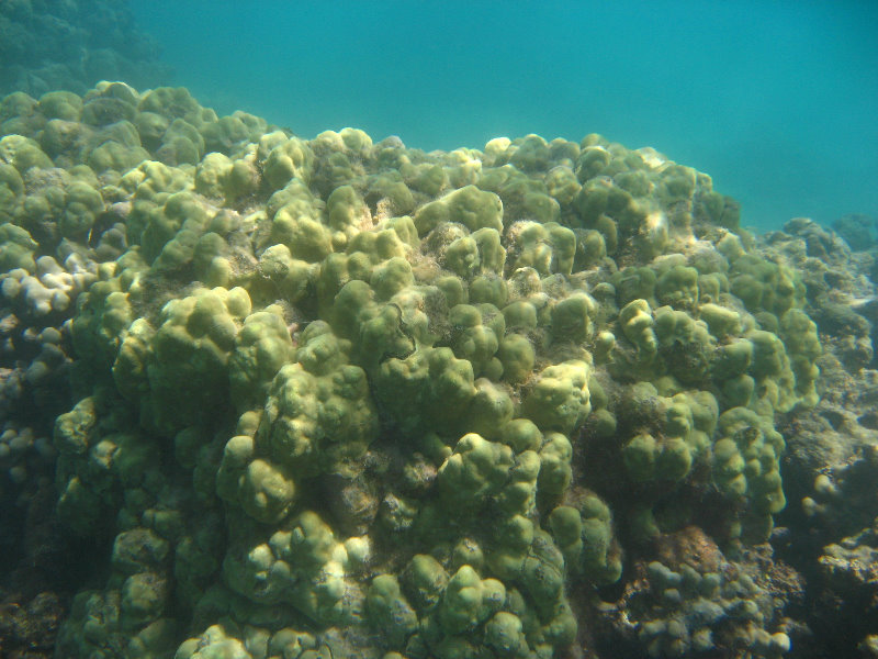 Anaehoomalu-Beach-Snorkeling-Kohala-Coast-Kona-Big-Island-Hawaii-042