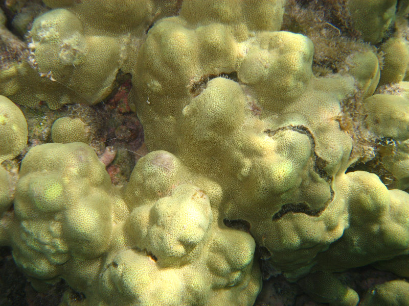 Anaehoomalu-Beach-Snorkeling-Kohala-Coast-Kona-Big-Island-Hawaii-043