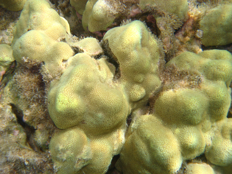 Anaehoomalu-Beach-Snorkeling-Kohala-Coast-Kona-Big-Island-Hawaii-044