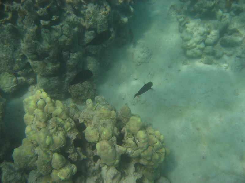 Anaehoomalu-Beach-Snorkeling-Kohala-Coast-Kona-Big-Island-Hawaii-045