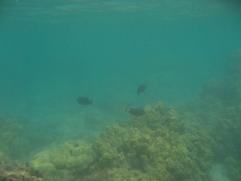 Anaehoomalu-Beach-Snorkeling-Kohala-Coast-Kona-Big-Island-Hawaii-046