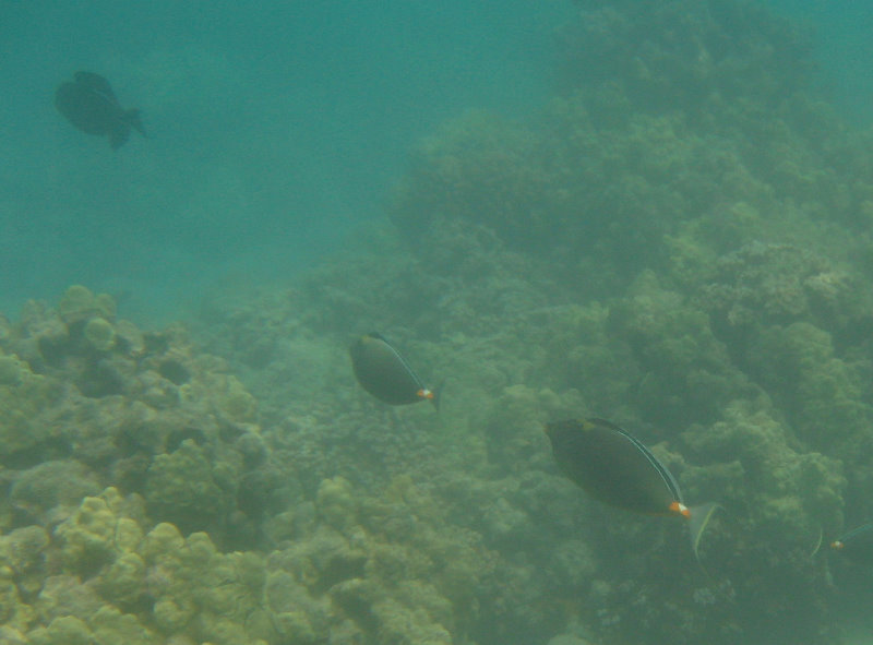 Anaehoomalu-Beach-Snorkeling-Kohala-Coast-Kona-Big-Island-Hawaii-047