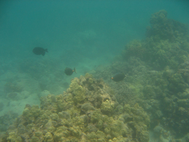 Anaehoomalu-Beach-Snorkeling-Kohala-Coast-Kona-Big-Island-Hawaii-048