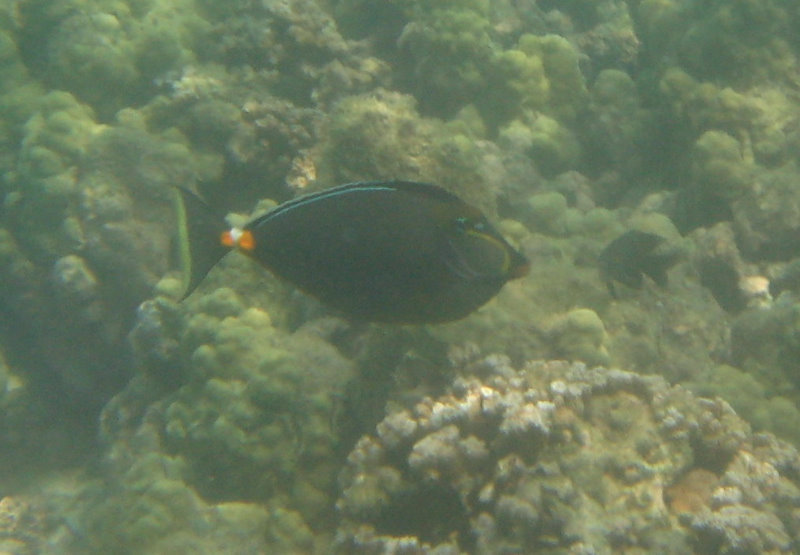 Anaehoomalu-Beach-Snorkeling-Kohala-Coast-Kona-Big-Island-Hawaii-049