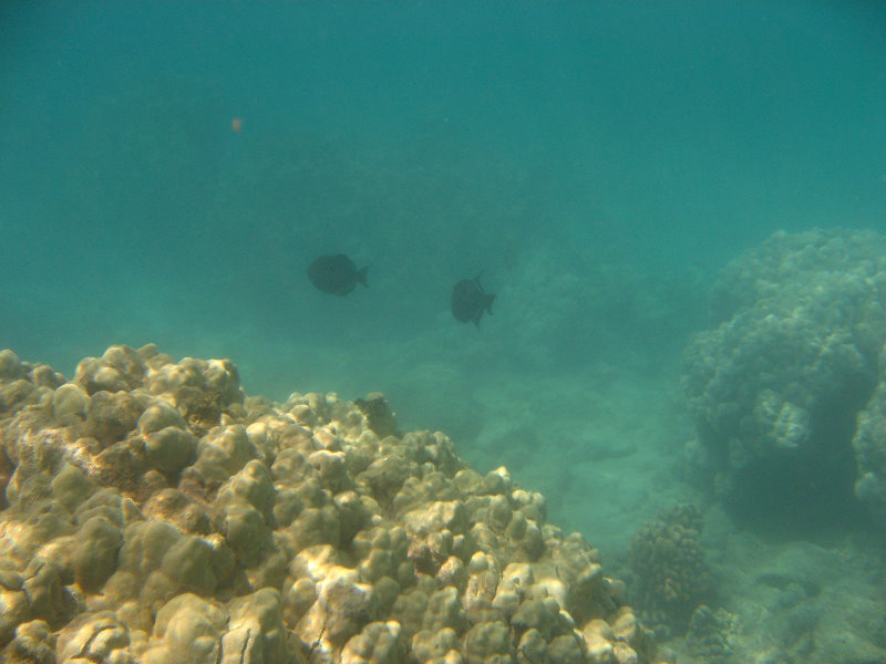 Anaehoomalu-Beach-Snorkeling-Kohala-Coast-Kona-Big-Island-Hawaii-050