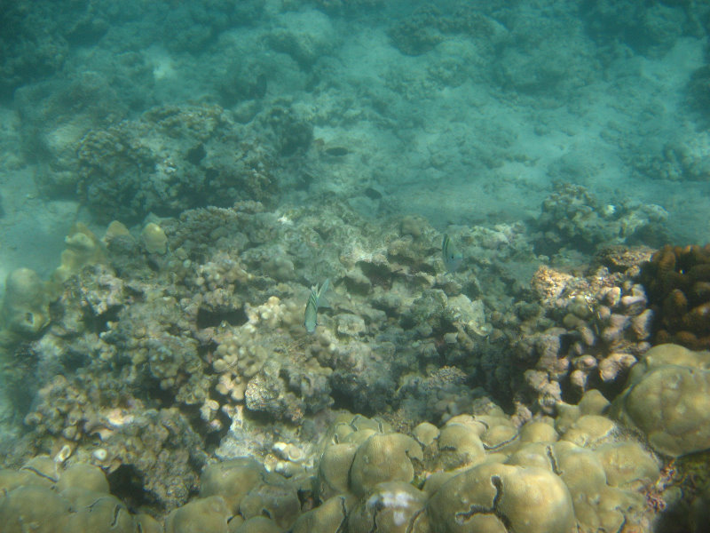 Anaehoomalu-Beach-Snorkeling-Kohala-Coast-Kona-Big-Island-Hawaii-051