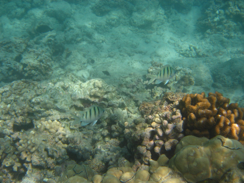 Anaehoomalu-Beach-Snorkeling-Kohala-Coast-Kona-Big-Island-Hawaii-052