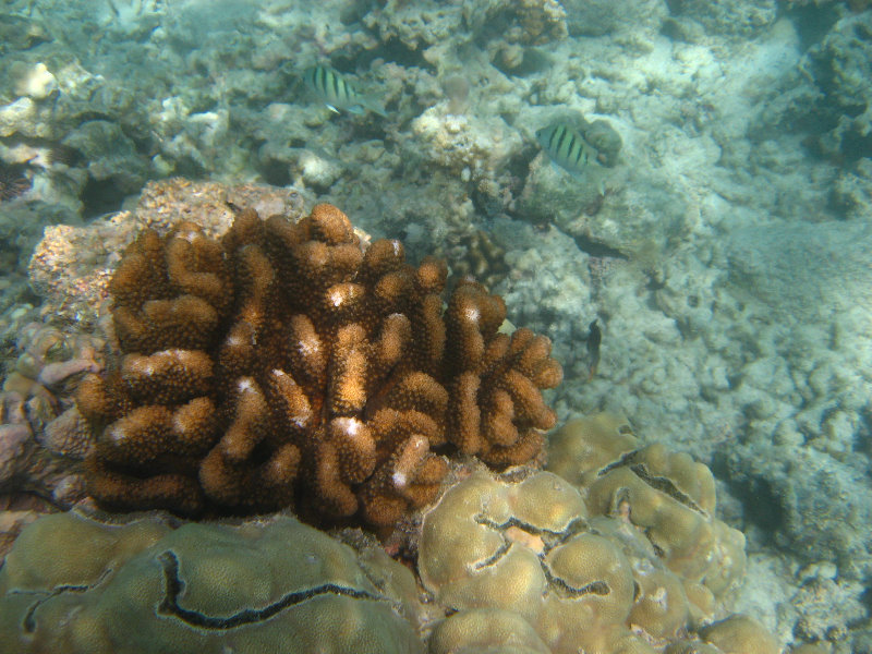 Anaehoomalu-Beach-Snorkeling-Kohala-Coast-Kona-Big-Island-Hawaii-053