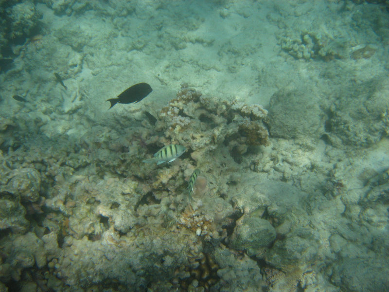 Anaehoomalu-Beach-Snorkeling-Kohala-Coast-Kona-Big-Island-Hawaii-054