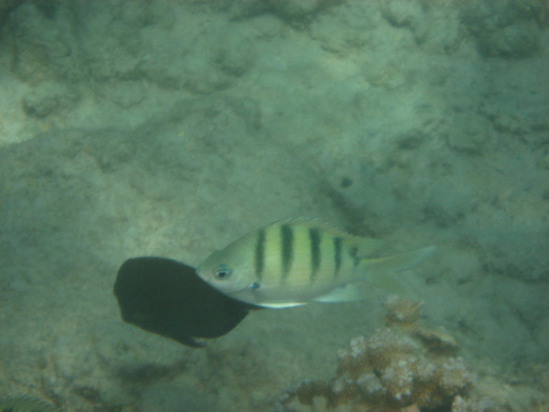 Anaehoomalu-Beach-Snorkeling-Kohala-Coast-Kona-Big-Island-Hawaii-055