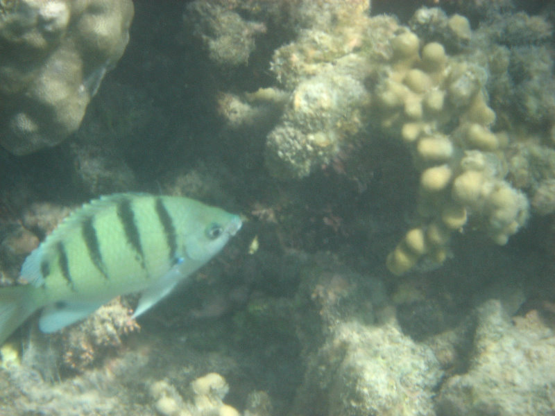 Anaehoomalu-Beach-Snorkeling-Kohala-Coast-Kona-Big-Island-Hawaii-056