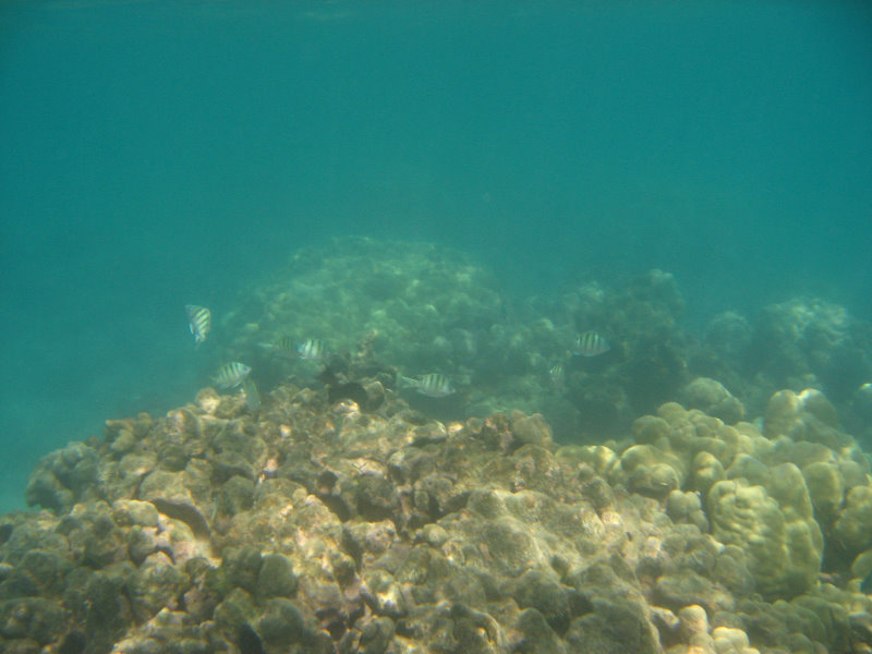 Anaehoomalu-Beach-Snorkeling-Kohala-Coast-Kona-Big-Island-Hawaii-057