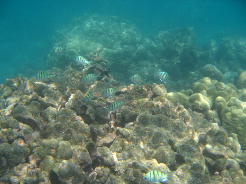 Anaehoomalu-Beach-Snorkeling-Kohala-Coast-Kona-Big-Island-Hawaii-058