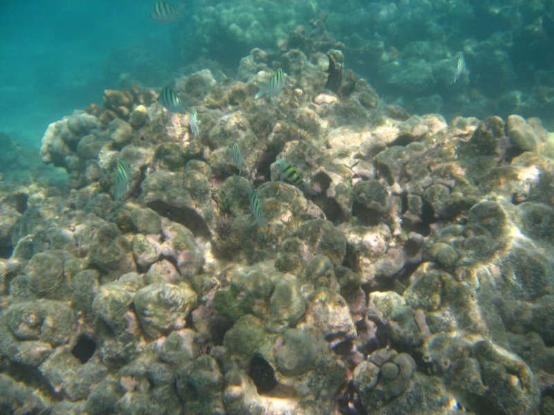 Anaehoomalu-Beach-Snorkeling-Kohala-Coast-Kona-Big-Island-Hawaii-059