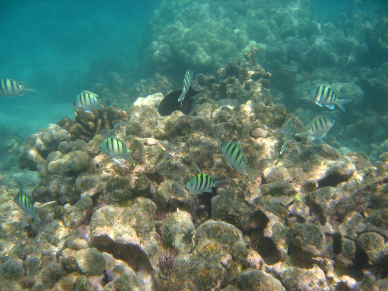 Anaehoomalu-Beach-Snorkeling-Kohala-Coast-Kona-Big-Island-Hawaii-060