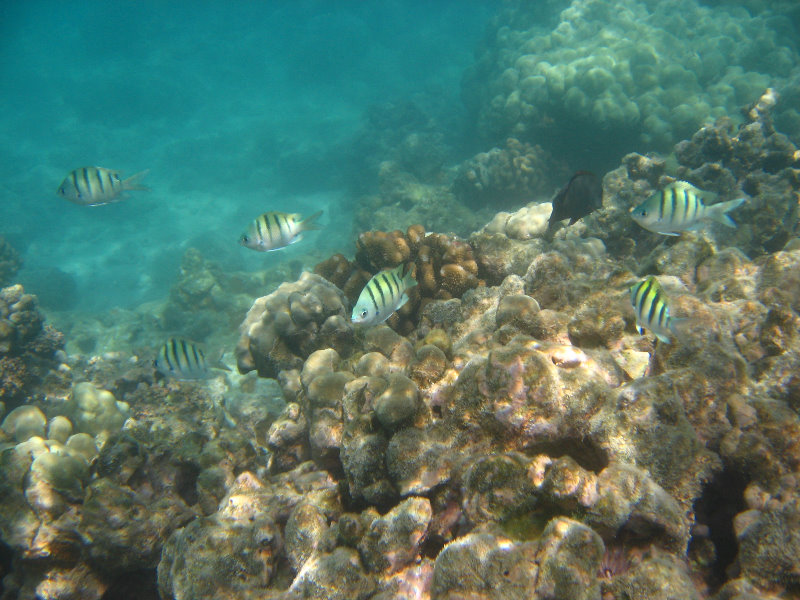 Anaehoomalu-Beach-Snorkeling-Kohala-Coast-Kona-Big-Island-Hawaii-061