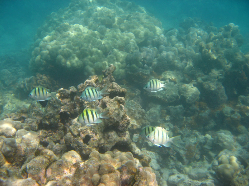 Anaehoomalu-Beach-Snorkeling-Kohala-Coast-Kona-Big-Island-Hawaii-062
