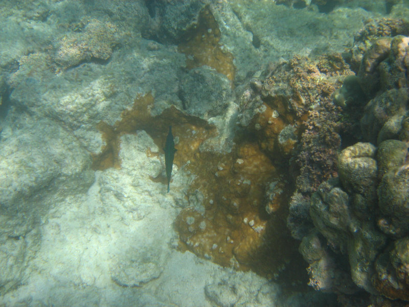 Anaehoomalu-Beach-Snorkeling-Kohala-Coast-Kona-Big-Island-Hawaii-063